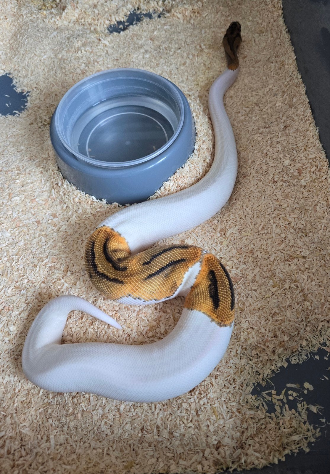 0.1 Clown piebald, Animaux & Accessoires, Serpent, Domestique, 0 à 2 ans