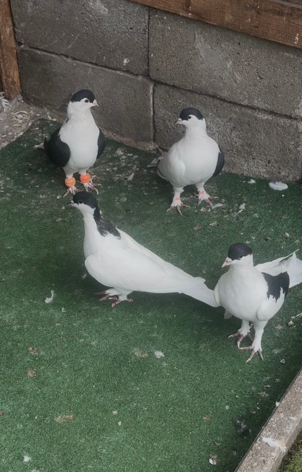 Pigeons afghans