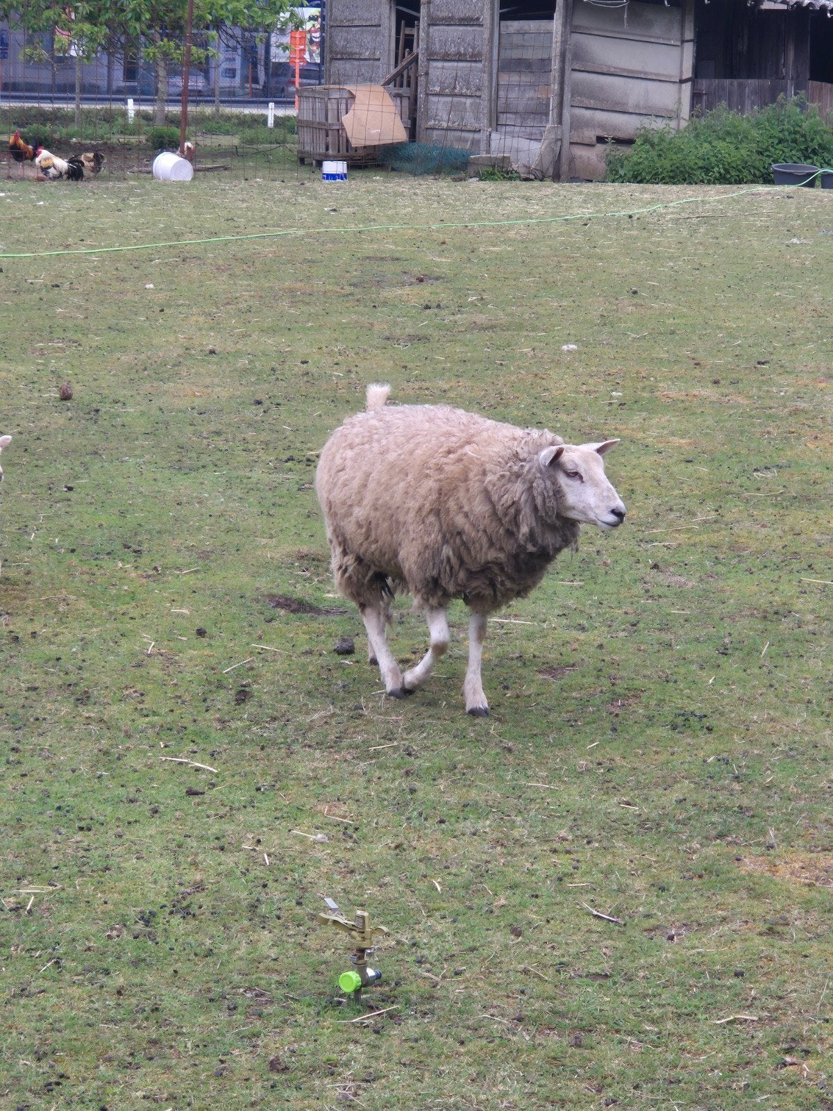 Schapen te koop 1.5 jar
Nog 2 shtuk.ooien
Prijs 300€ per sht, Dieren en Toebehoren