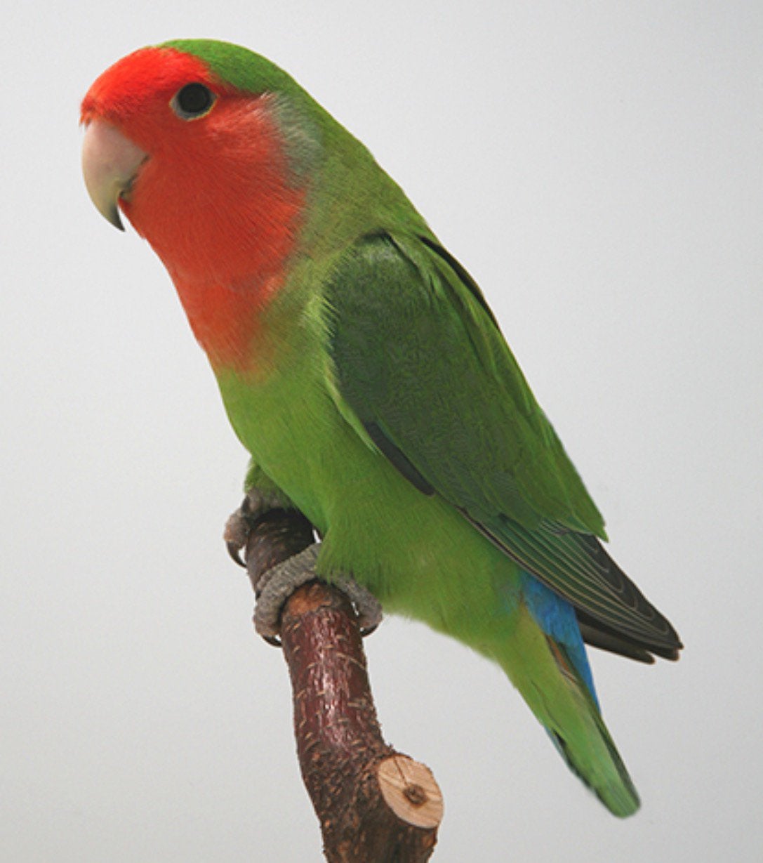 Afroponis voor handtam, Dwergpapegaai of Agapornis, Tam