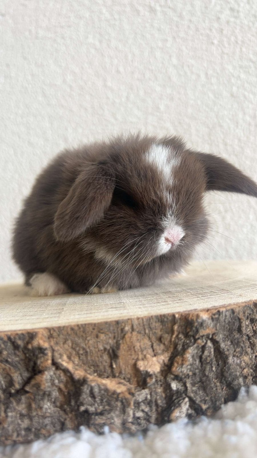MiniLop ram Chocolate Split VM, Dieren en Toebehoren, Konijnen, Mannelijk, Dwerg, Hangoor, 0 tot 2 jaar