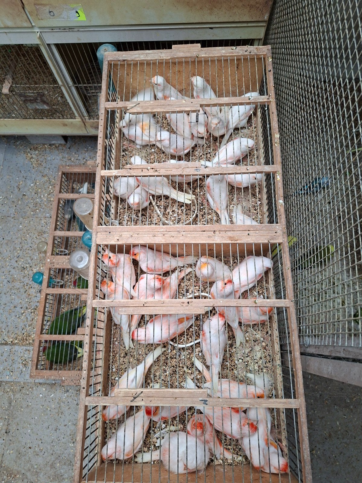 kanaries rood mozaik  van 2025  20euro stuk, Dieren en Toebehoren, Vogels | Kanaries