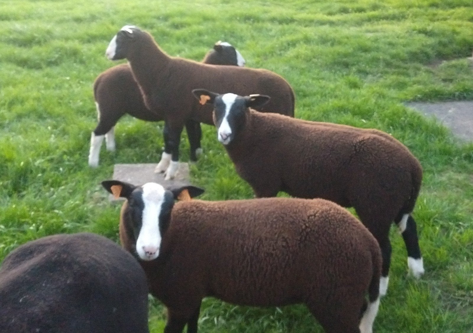 Zwartbles ramlammeren