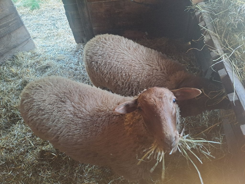 Ardense voskop schapen, Mâle, Mouton, 0 à 2 ans