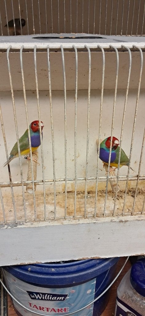 Gouldamadine mannen, Animaux & Accessoires, Oiseaux | Oiseaux Autre, Mâle
