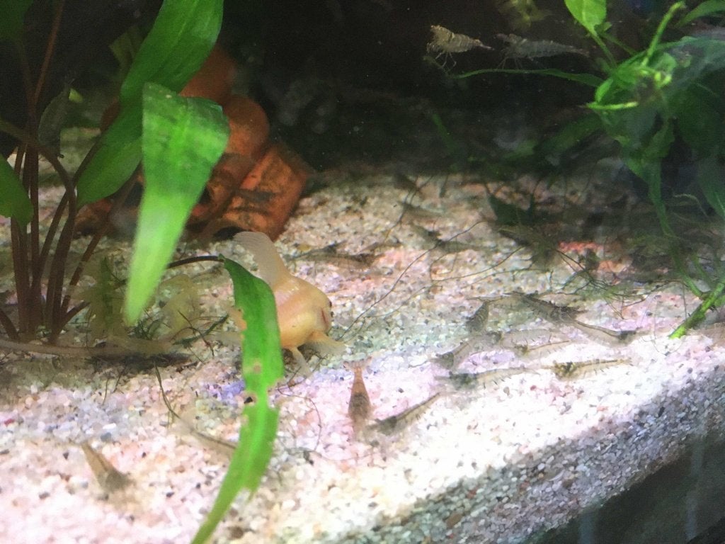 Neocaridina wildkleur, Banc de poissons