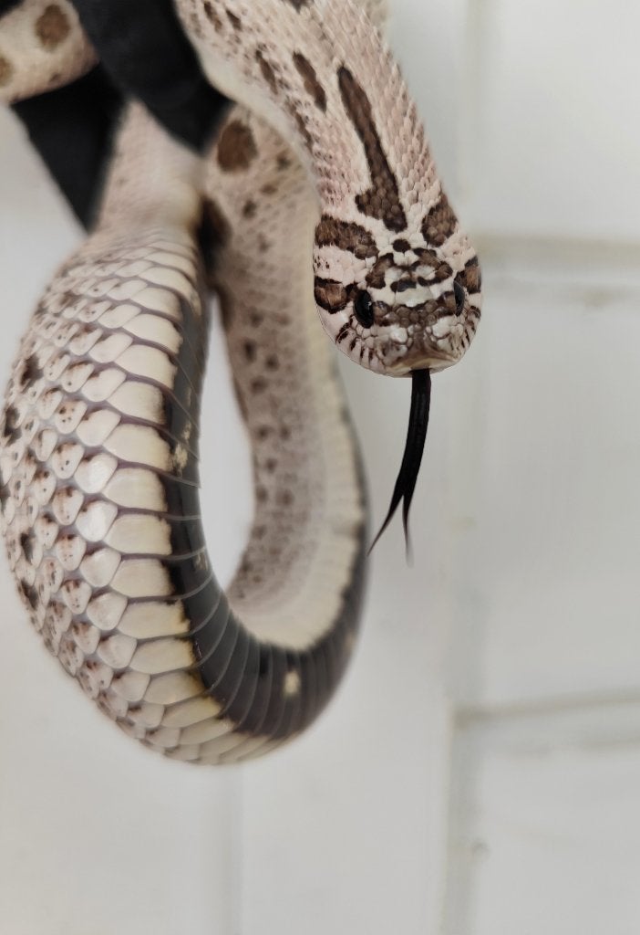 0.1 Heterodon nasicus et albinos, Serpent, Domestique, 3 à 6 ans