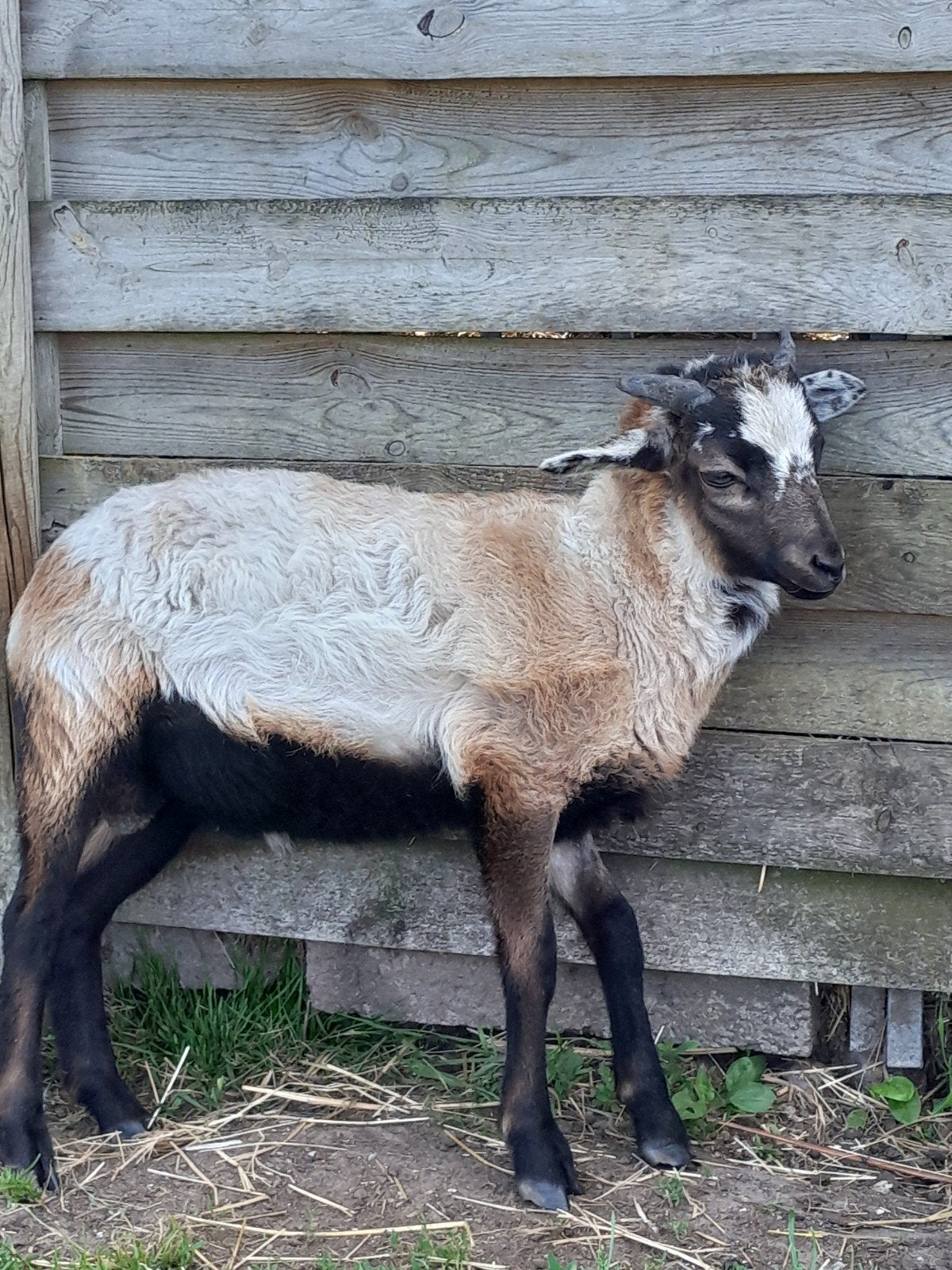 Kameroenschaap ram, Dieren en Toebehoren, Mannelijk, Schaap, 0 tot 2 jaar