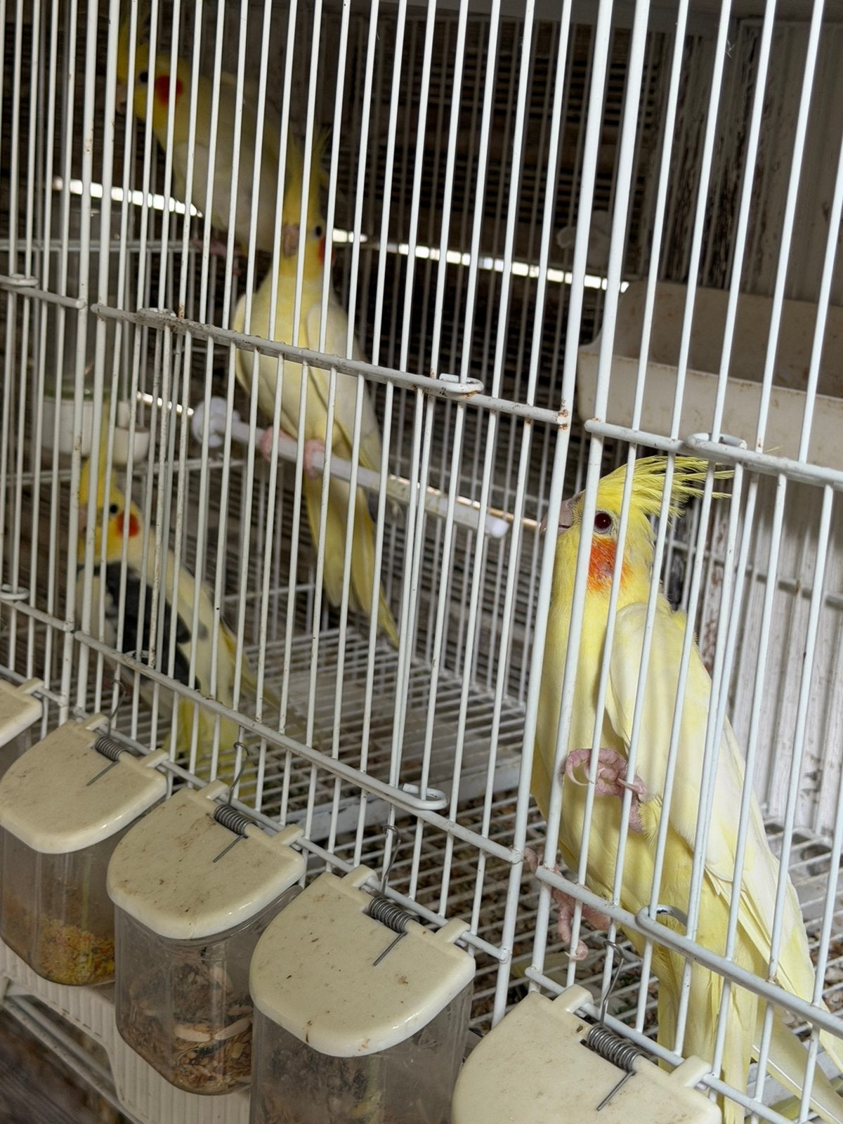 Valkparkiet 18 maanden 2M en 2F, Meerdere dieren, Parkiet, Tam