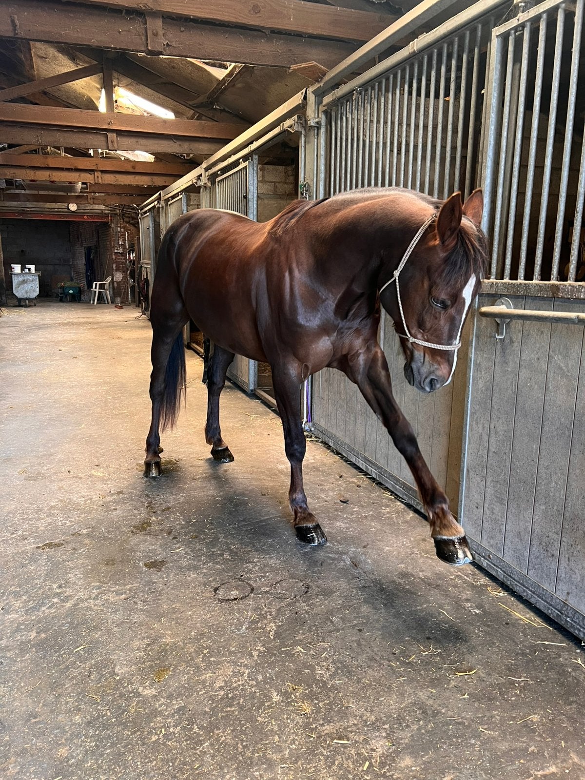 Wandelpaard te koop/aangeboden, Dieren en Toebehoren, Paarden, Merrie, Recreatiepaard, Met stamboom, 11 jaar of ouder