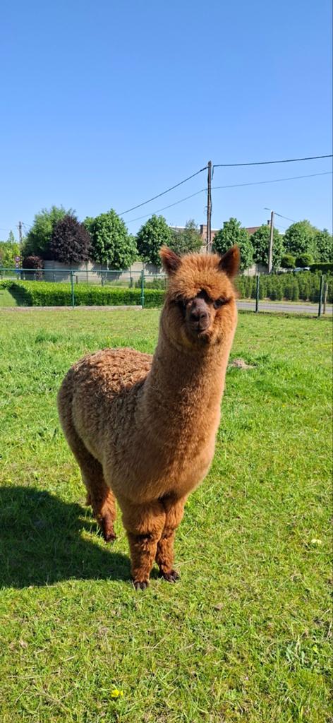Alpaca cria hengst, Dieren en Toebehoren, Augustus, Mannelijk