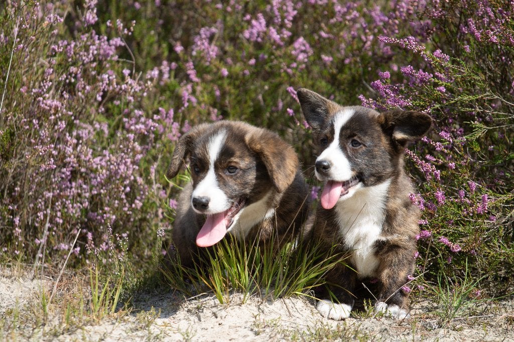 Prachtige welsh corgi pups, Maladie de Carré (chiens), Autres races, 8 à 15 semaines, Plusieurs