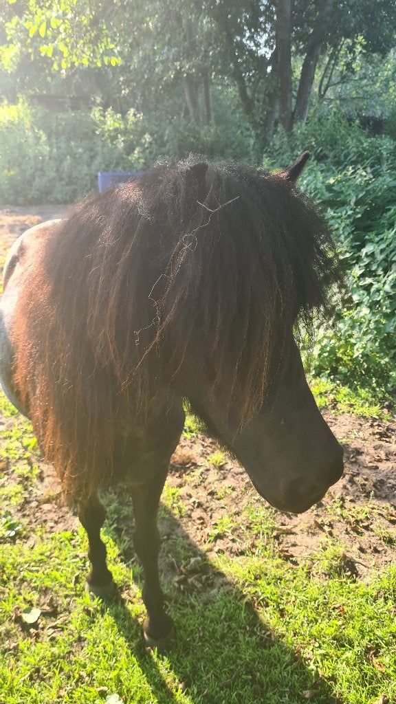 Pony, Dieren en Toebehoren, Pony's, Merrie, Met stamboom, A pony (tot 1.17m), 3 tot 6 jaar