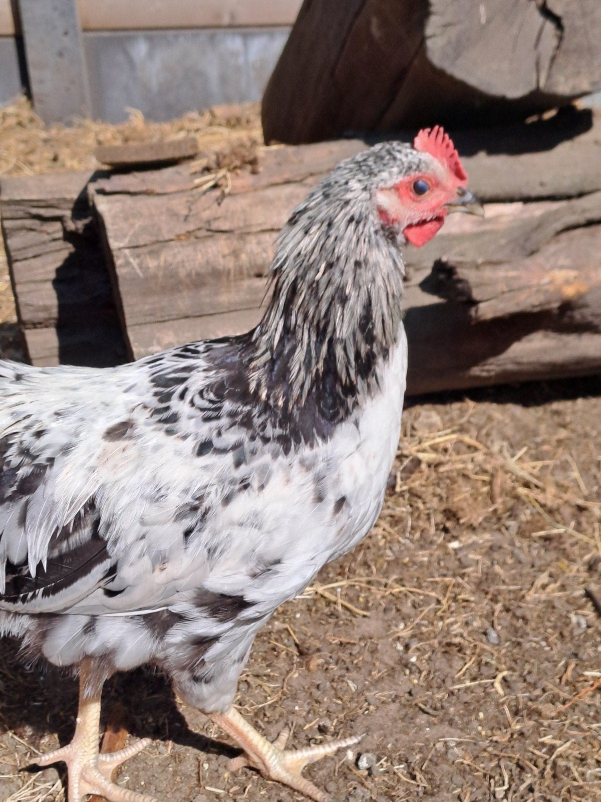 3 jongen hanen (1 legkip, 2 cochins), Dieren en Toebehoren