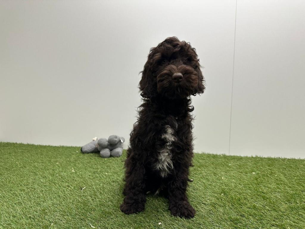 Cockapoo pups (F1), België, 8 tot 15 weken, Parvo, Meerdere