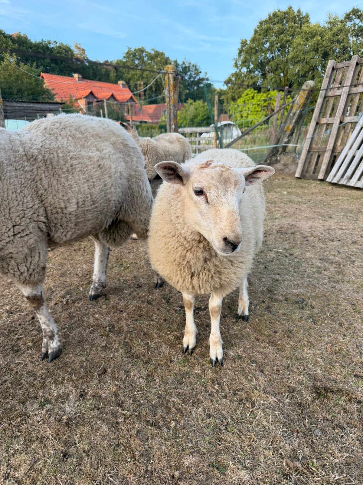 Schapen, Plusieurs animaux, Mouton, 0 à 2 ans