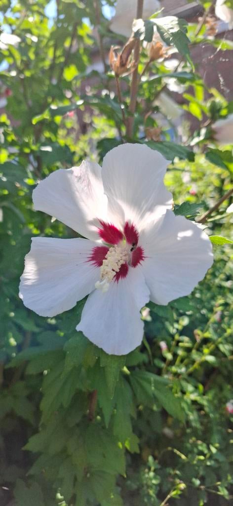 Graines d'hibiscus blanc 'Red Heart', Hibiscus syriacus, Envoi