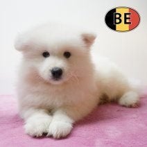 Samoyède - chiots nés en Belgique, Commerçant, Maladie de Carré (chiens), Autres races, 8 à 15 semaines