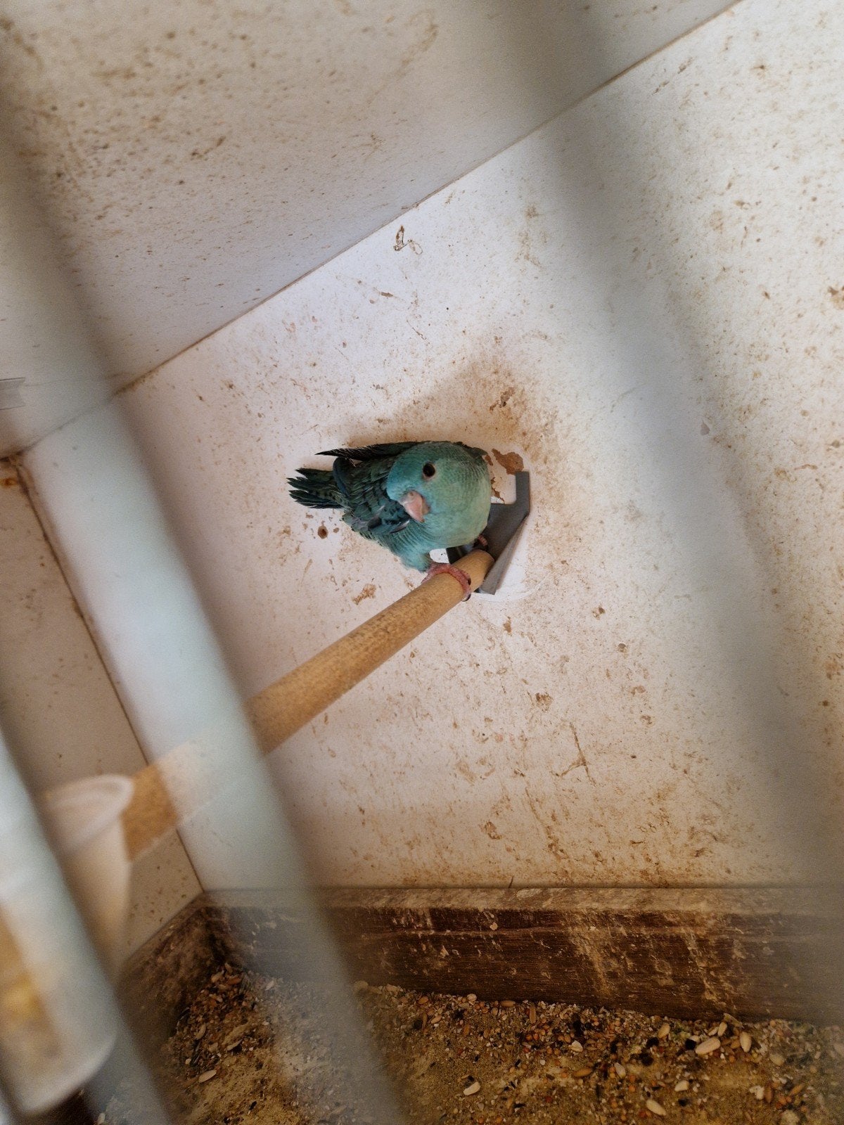 catharina, Dieren en Toebehoren, Vogels | Parkieten en Papegaaien, Geringd