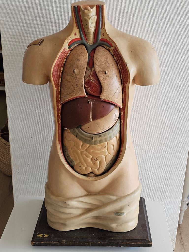 modèle anatomique d'un torse humain,, Enlèvement