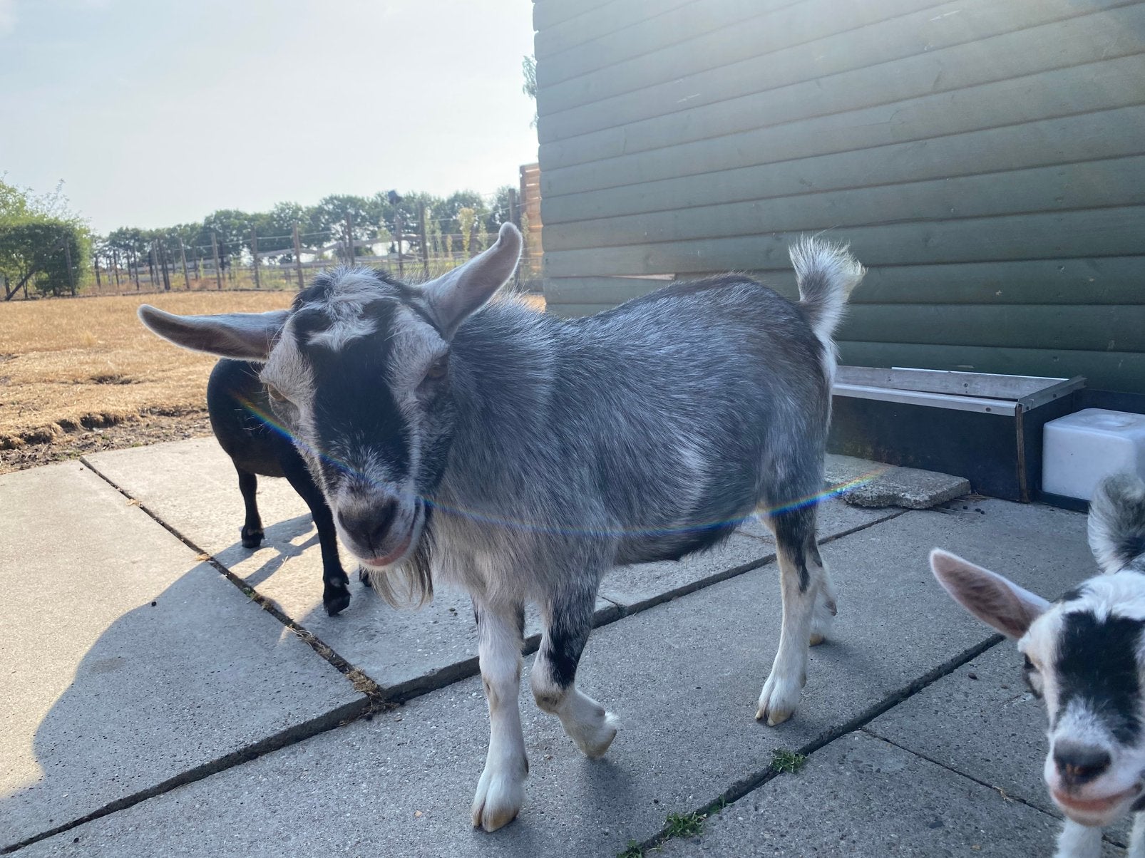 Blauw dwergbokje, Dieren en Toebehoren, Mannelijk, Geit, 0 tot 2 jaar