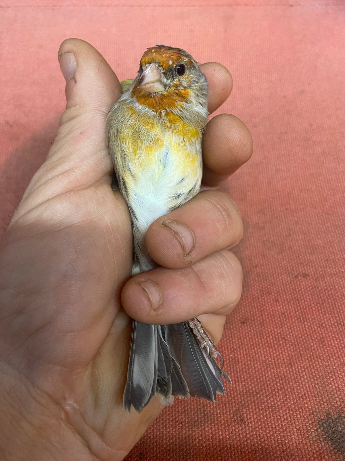Kruising distelvink x kanarie klein man, Mâle, Oiseau chanteur sauvage, Bagué