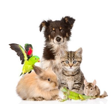 CHERCHE petites ASBL aidant les animaux pour dons en nature