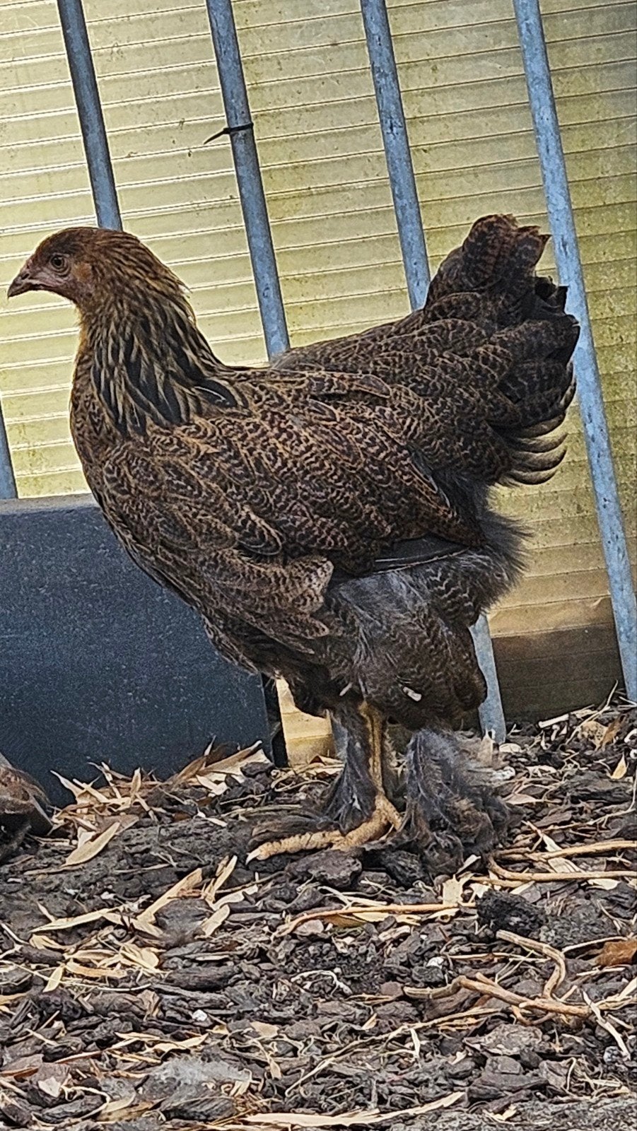 2x trio Brahma goudpatrijs te koop, Meerdere dieren, Kip