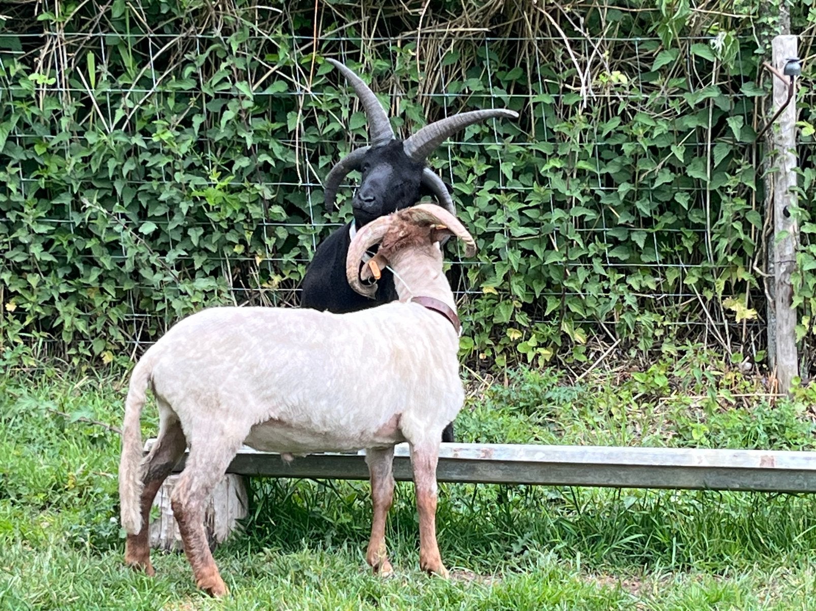 schaap ram - Drents heideschaap, Mannelijk, Schaap, 0 tot 2 jaar