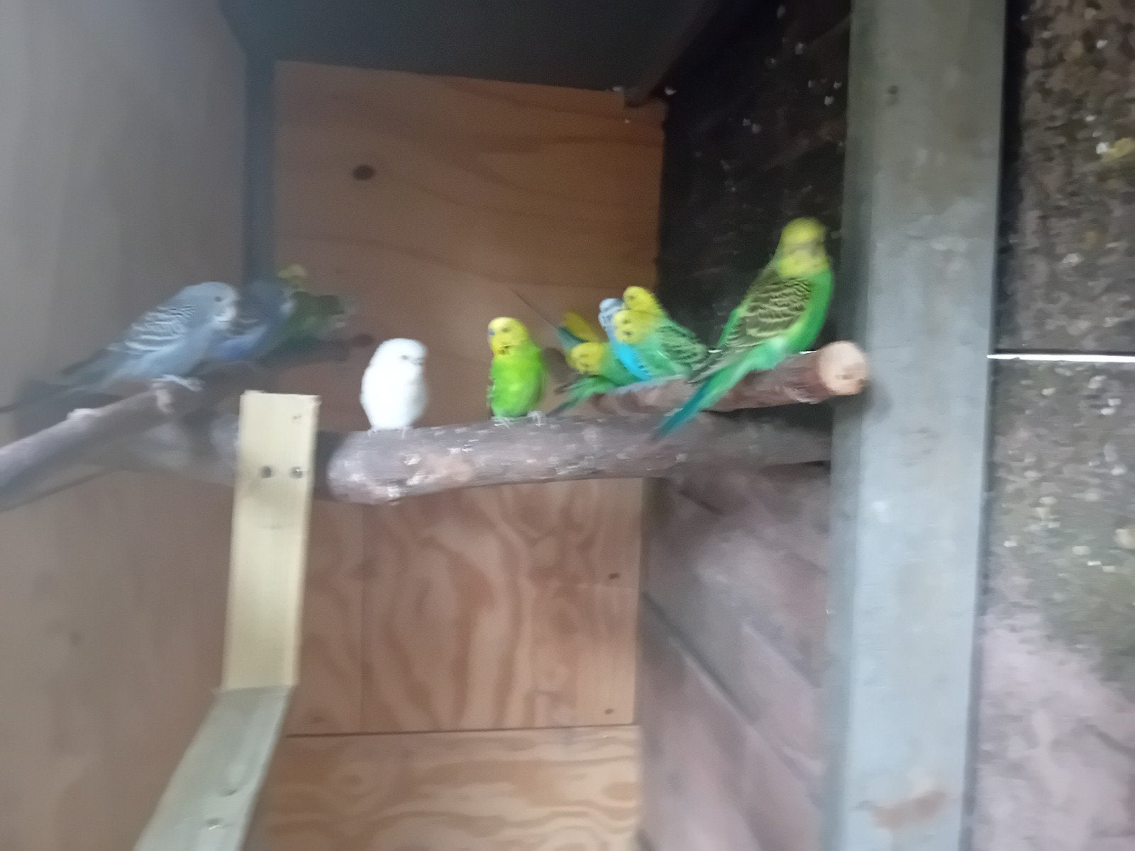 Grasparkieten, Meerdere dieren, Parkiet