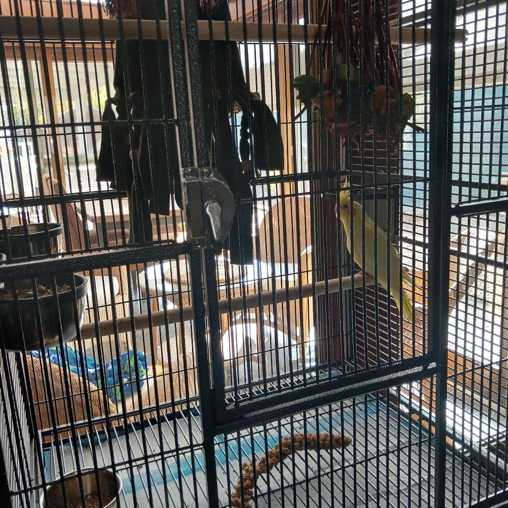 Lutino valkparkiet, Sexe inconnu, Perruche, Bagué
