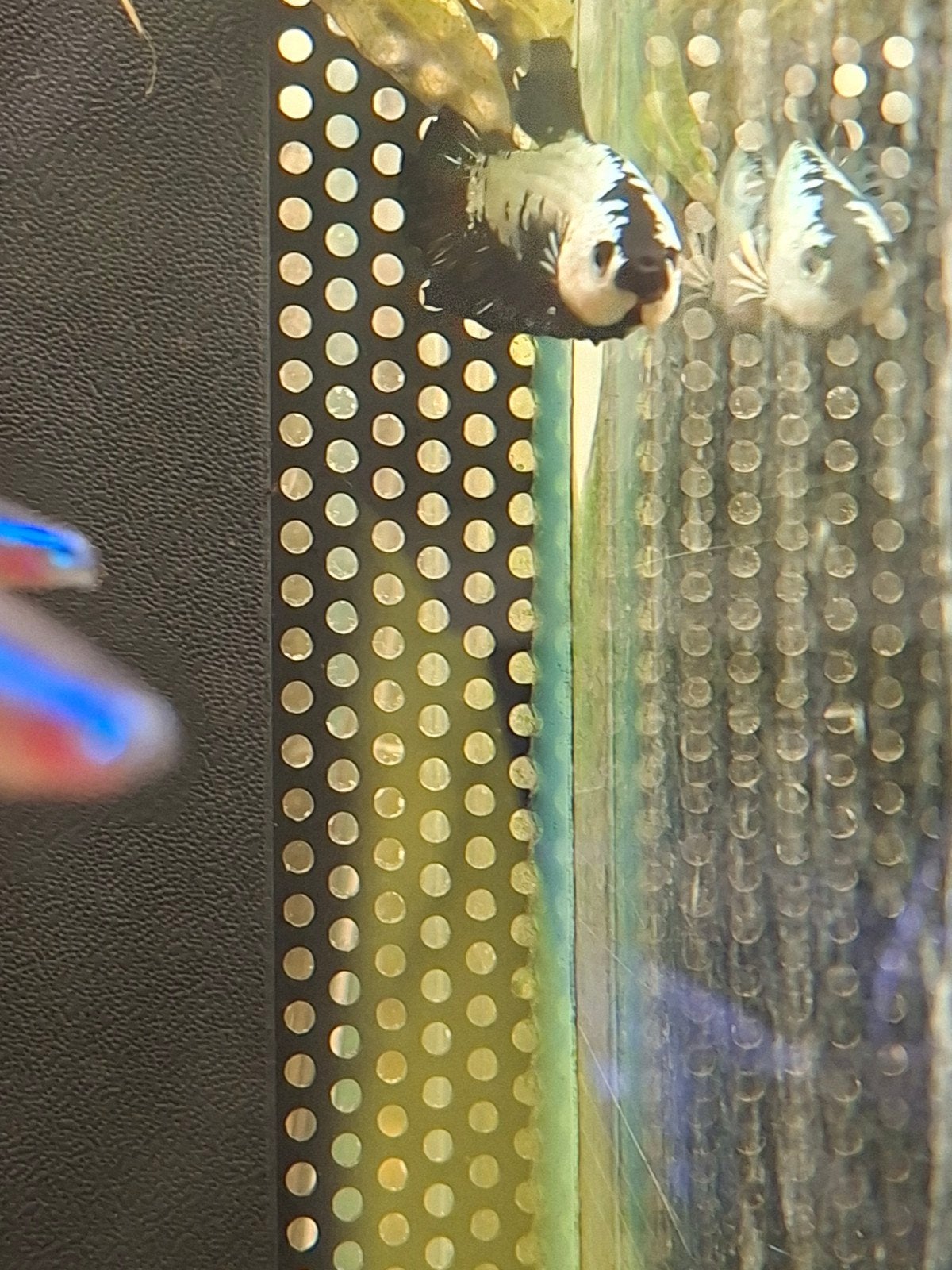 Betta plakat samurai man, Poisson, Poisson d'eau douce