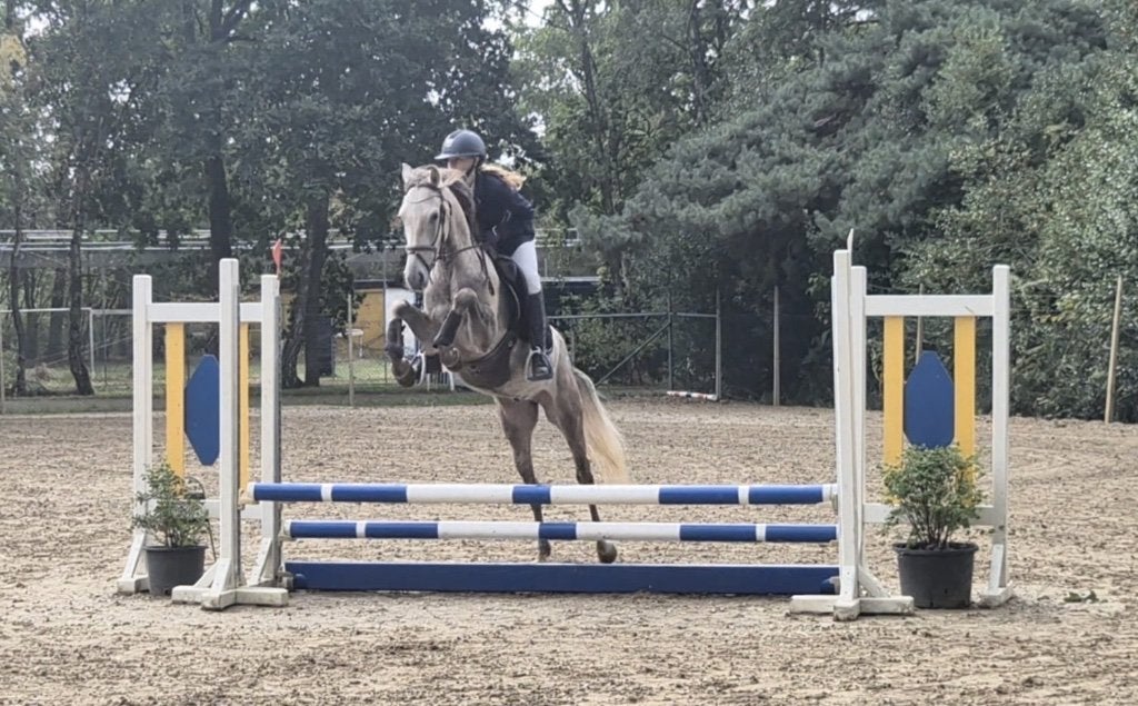 Toekomstige  D Sport pony, Dieren en Toebehoren, Ruin, Springpony, Zadelmak, 3 tot 6 jaar