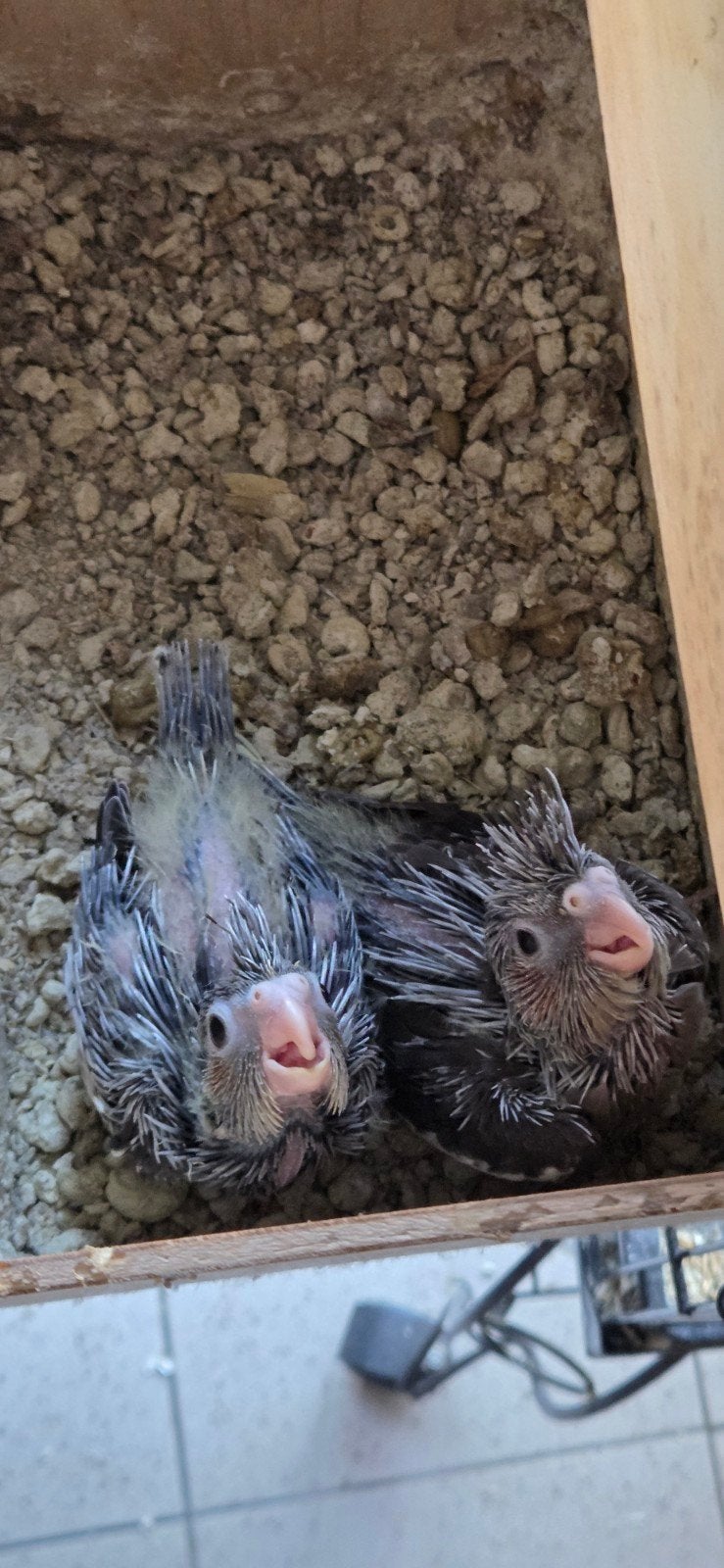 Valkparkieten 4 weken oud, Dieren en Toebehoren, Vogels | Parkieten en Papegaaien, Geslacht onbekend, Parkiet, Tam