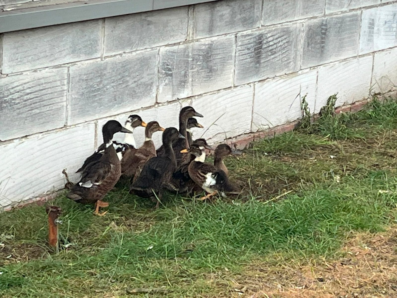 Wilde eenden, Dieren en Toebehoren, Geslacht onbekend, Eend