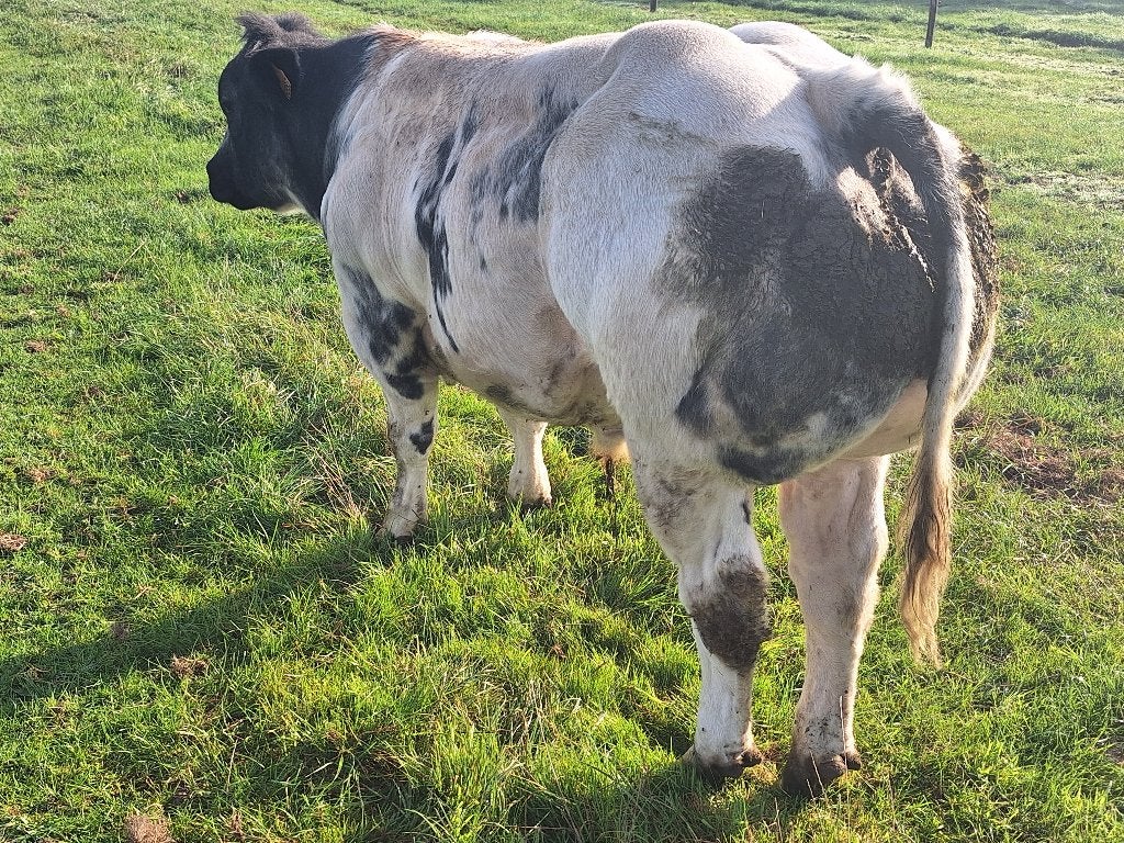Stier bwb met stamboek, Mannelijk, 0 tot 2 jaar