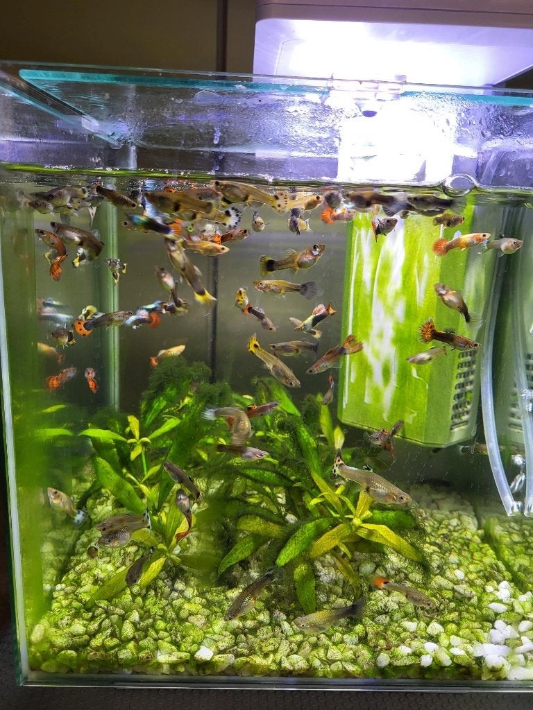 Jonge Guppy's, Dieren en Toebehoren, Vis, Zoetwatervis, Schoolvis