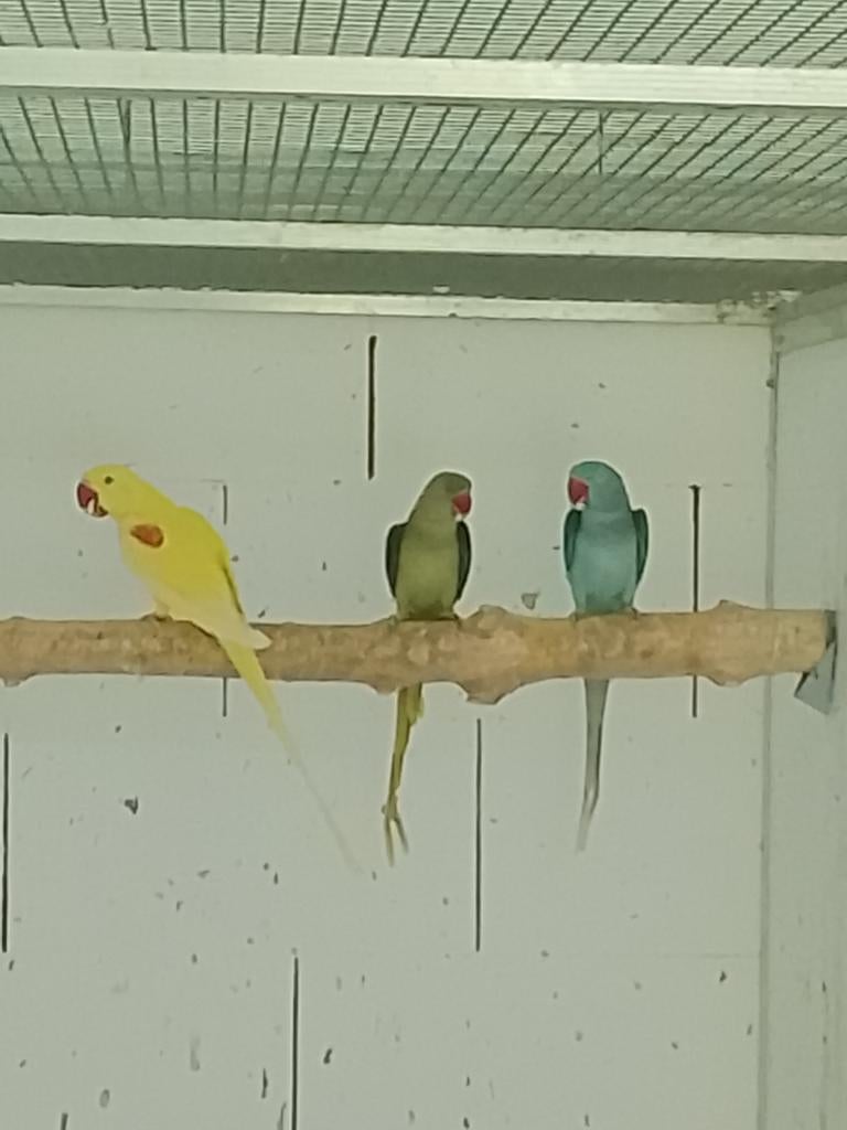 Alexanders te koop, Dieren en Toebehoren, Vogels | Parkieten en Papegaaien, Parkiet, Vrouwelijk, Geringd
