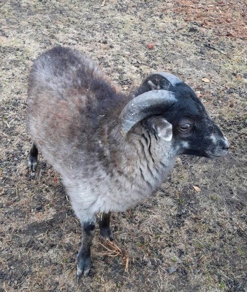 Te koop: Ouessant ramlam