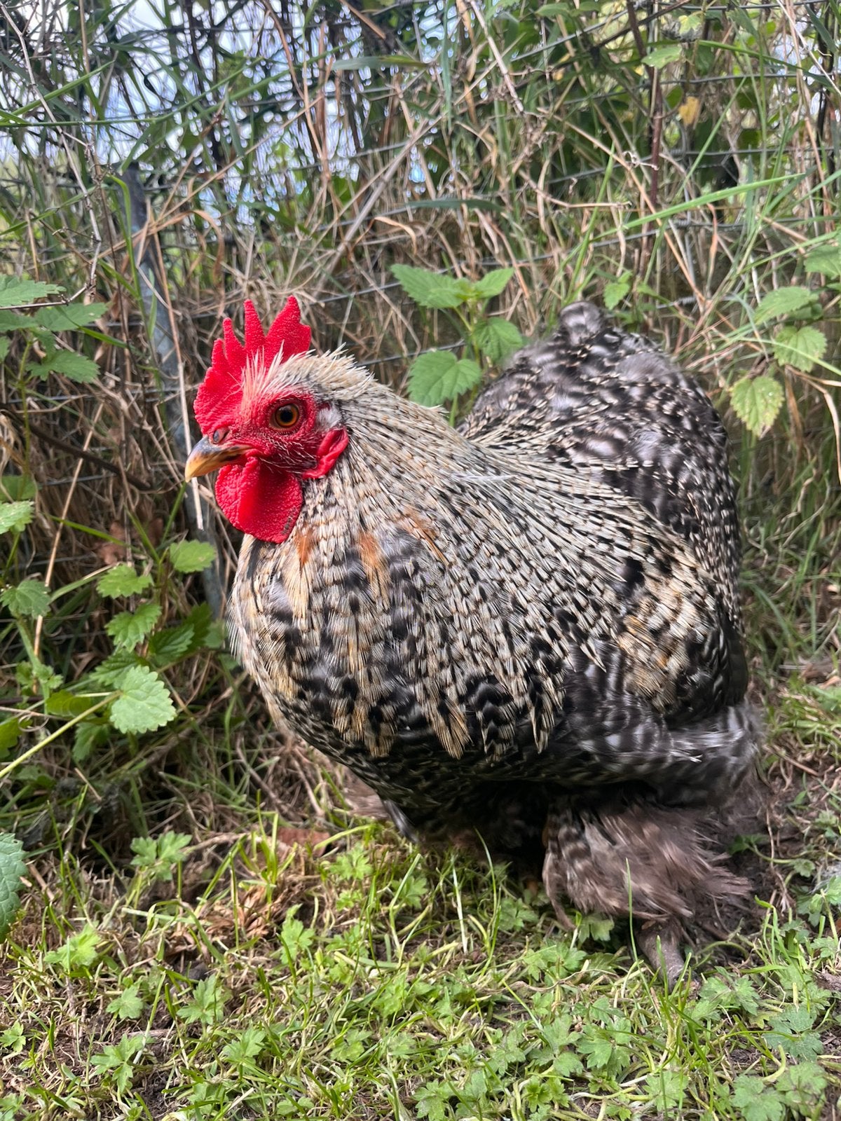 Cochin kriel koekoekskleur, Dieren en Toebehoren, Mannelijk, Kip