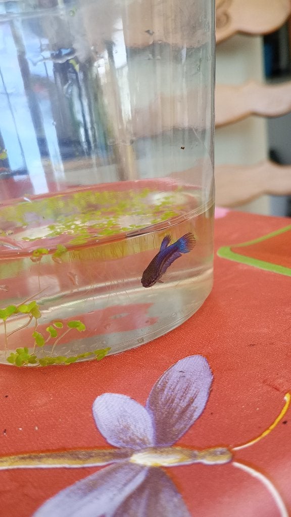 Betta te koop, Poisson, Poisson d'eau douce