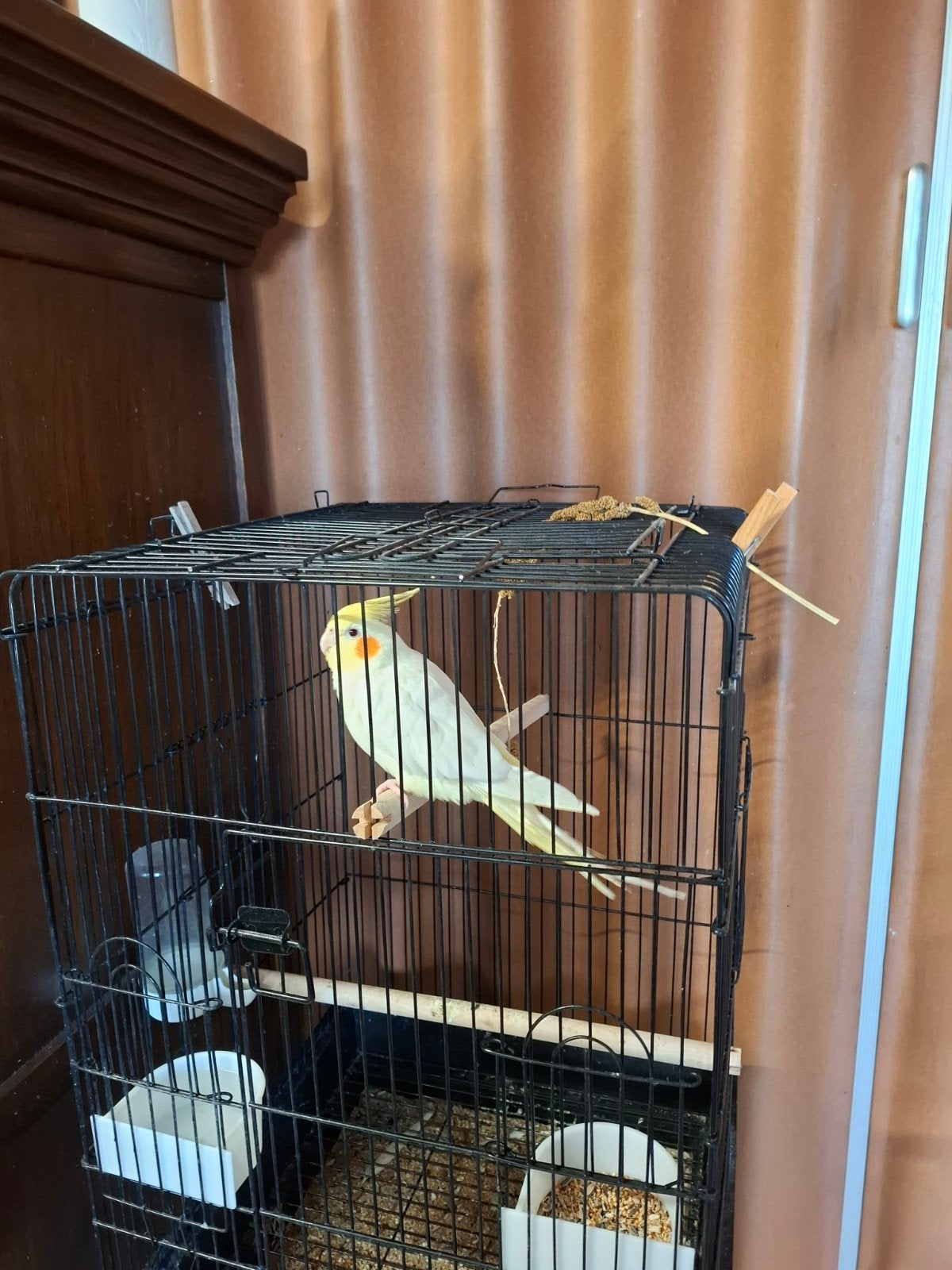 te koop valkparkiet, Dieren en Toebehoren, Mannelijk