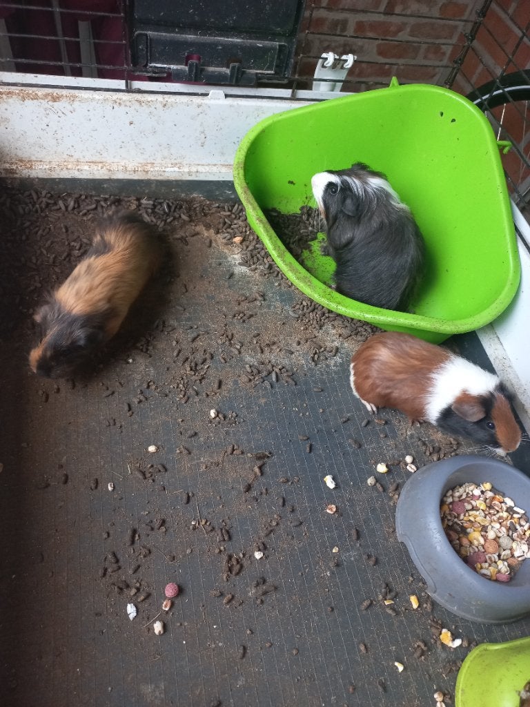 Cavia's mannetjes, Dieren en Toebehoren, Knaagdieren, Juni, Mannelijk, Cavia