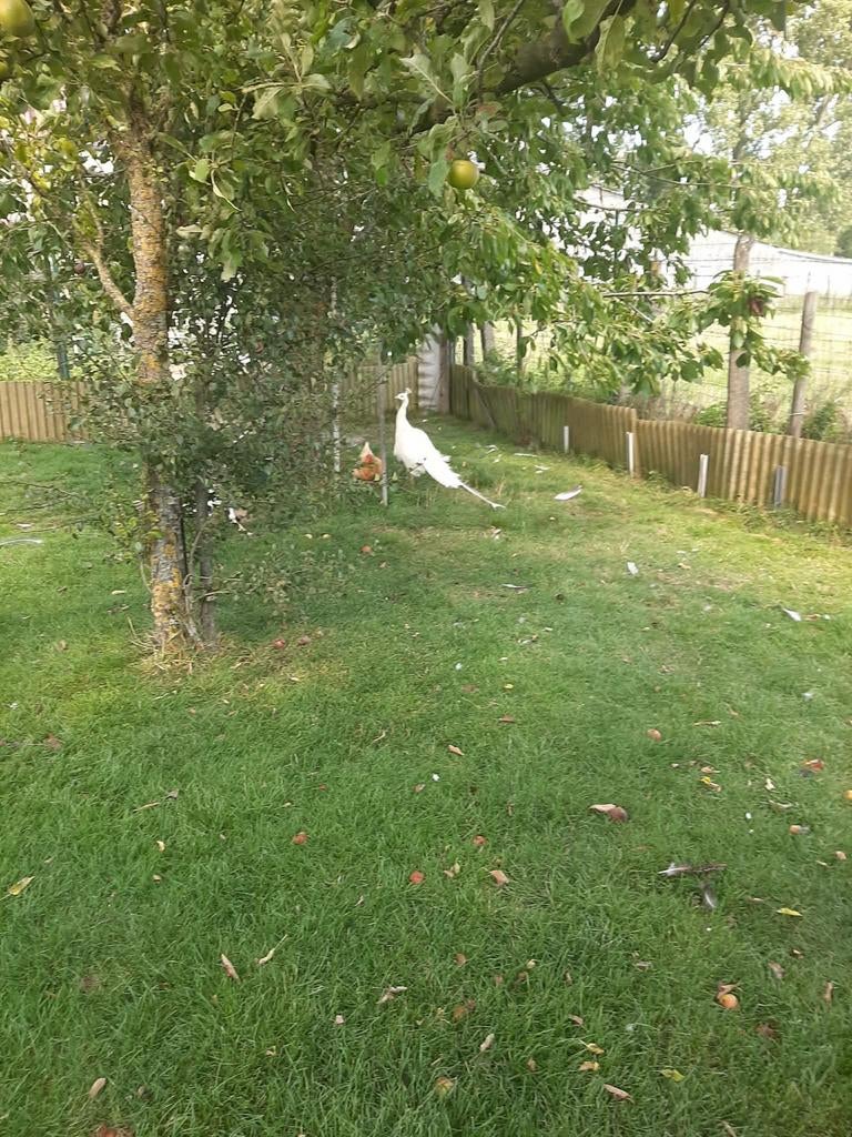 Pauwen te koop, Dieren en Toebehoren, Meerdere dieren