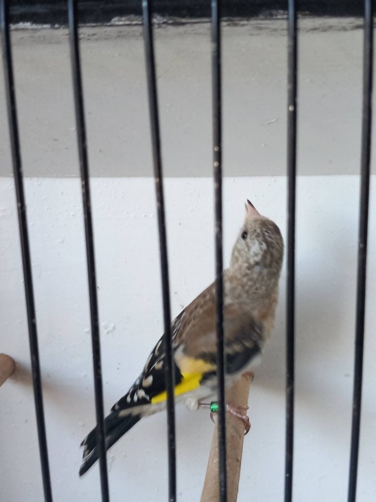 distelvink, Dieren en Toebehoren, Meerdere dieren, Wildzangvogel, Geringd