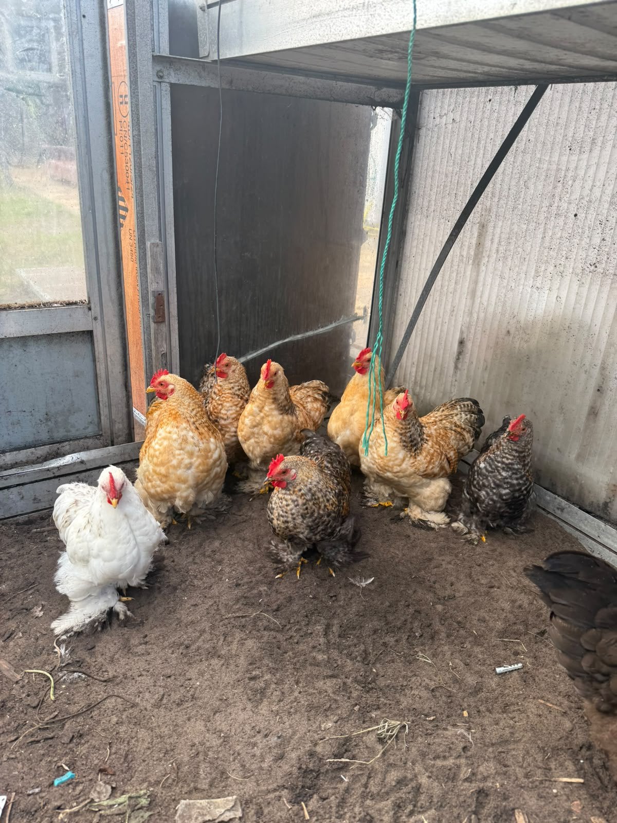8 coqs de race pure Cochin, adultes, en train de chanter, Poule ou poulet