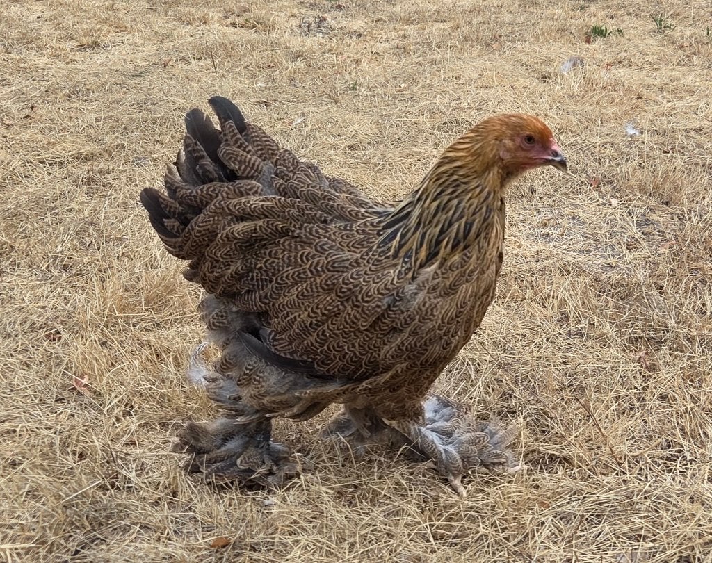 Brahma goudpatrijs hennentje, Femelle, Poule ou poulet