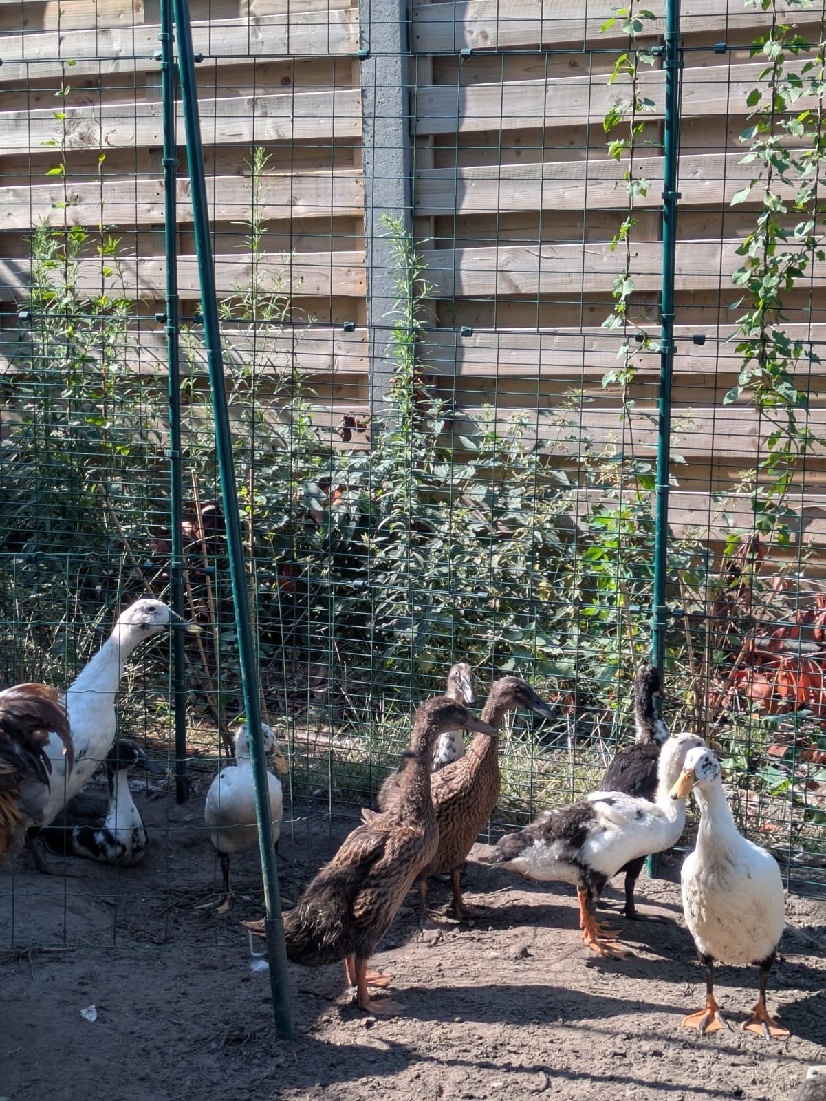 loopeend, Dieren en Toebehoren, Pluimvee, Meerdere dieren, Eend