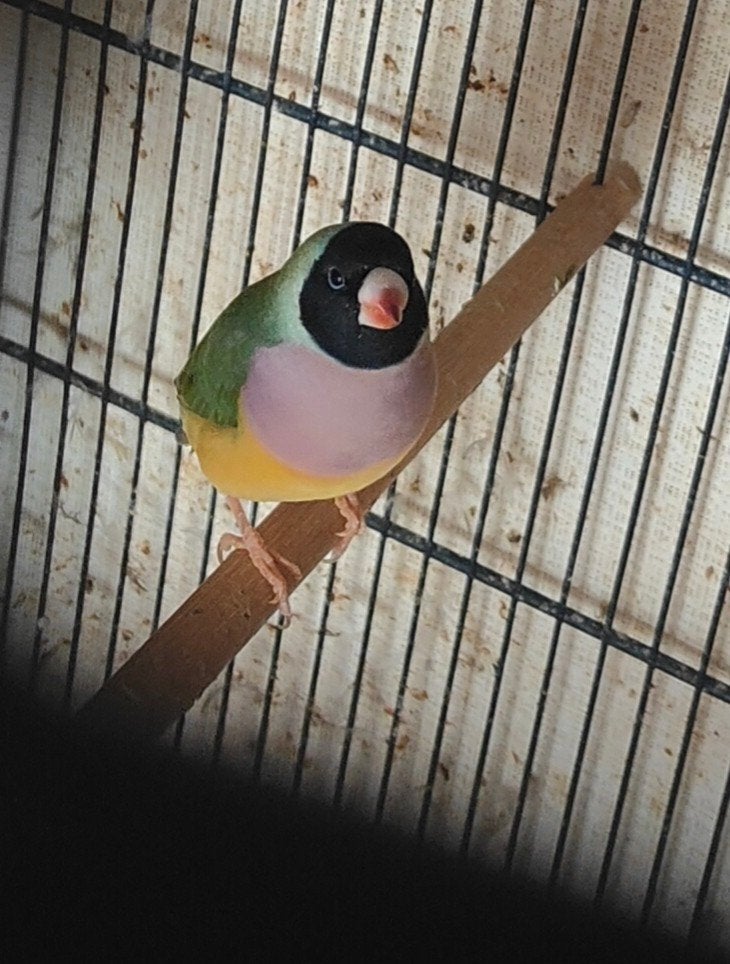 gouldamadine, Dieren en Toebehoren, Vogels | Overige Vogels