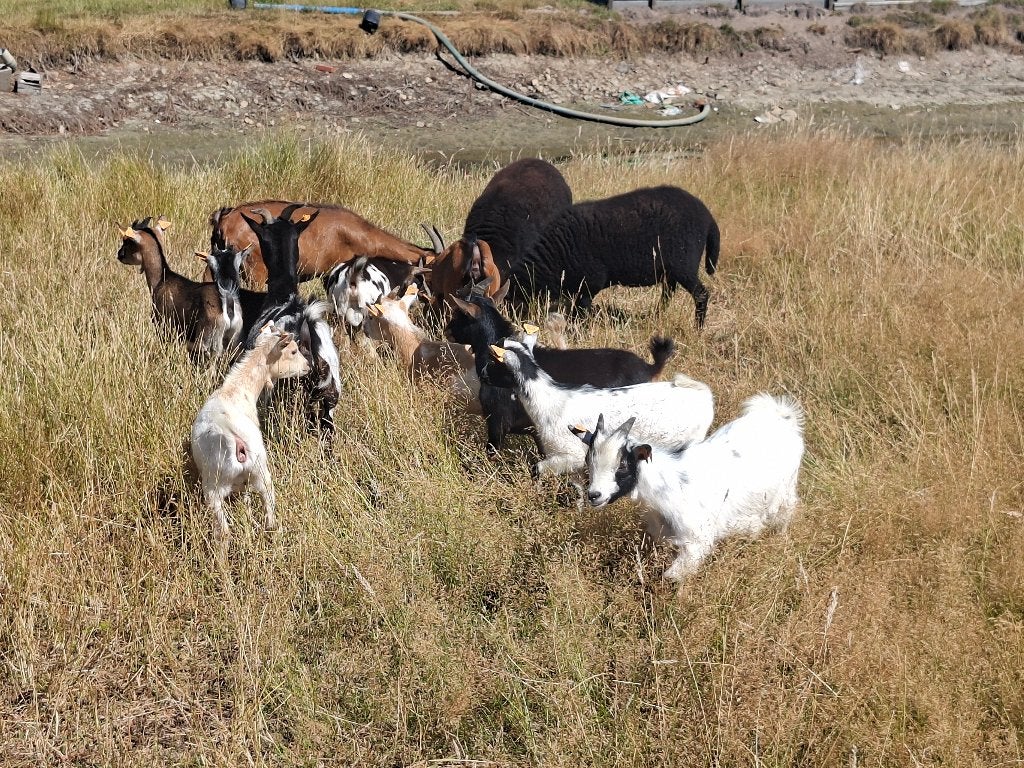 Dwerggeitjes, Dieren en Toebehoren, Meerdere dieren, Geit, 0 tot 2 jaar